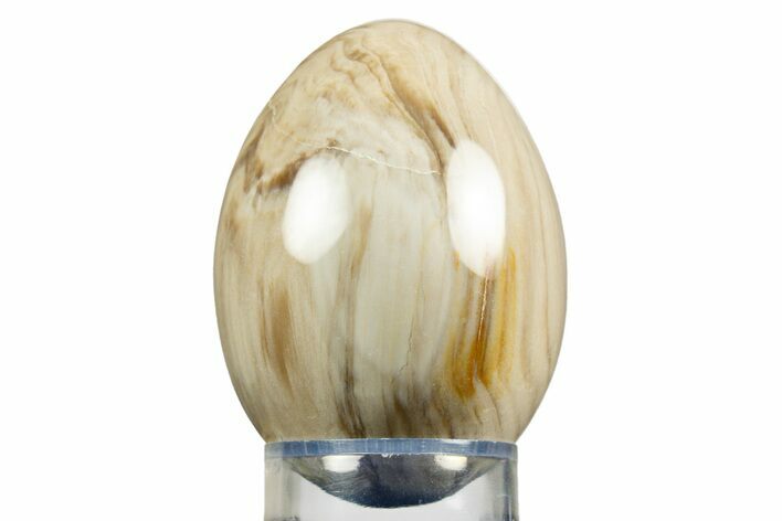 Polished Petrified Wood Egg - Washington #309027